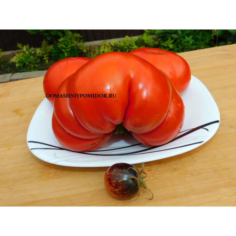 Красный Комар ( Казахстан)